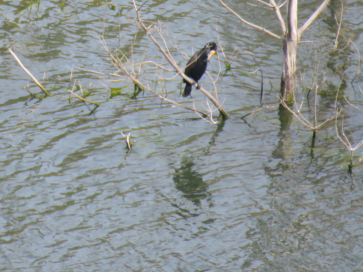 Great Cormorant - ML385132621