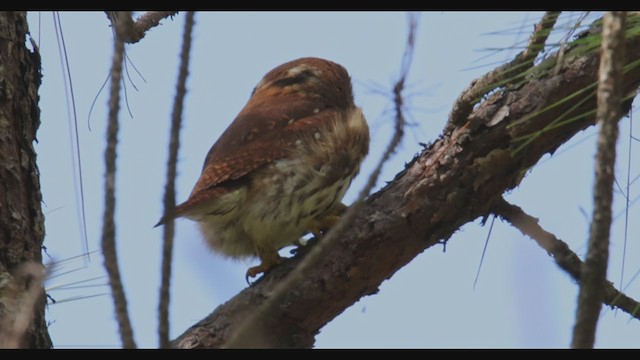 Ferruginous Pygmy-Owl (Ferruginous) - ML385132741