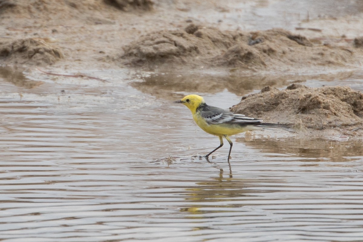 Citrine Wagtail - ML385132861