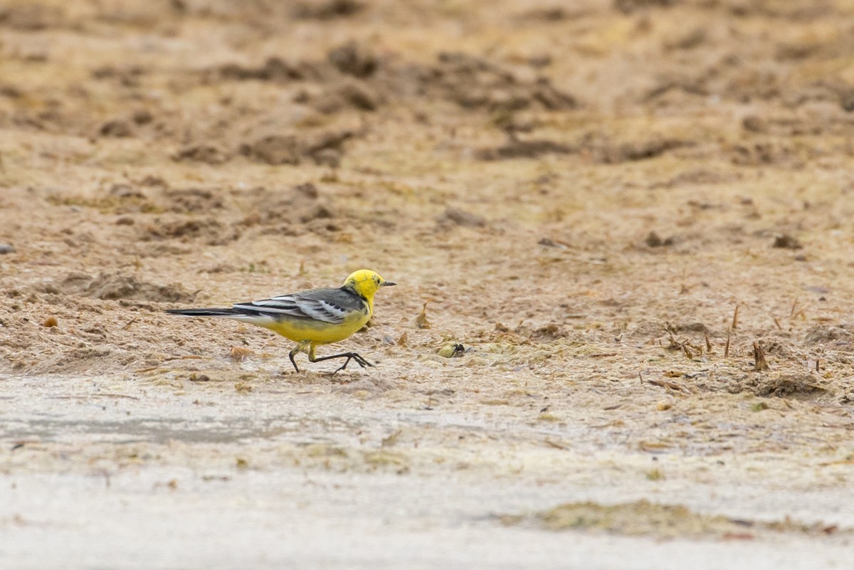 Citrine Wagtail - ML385132881