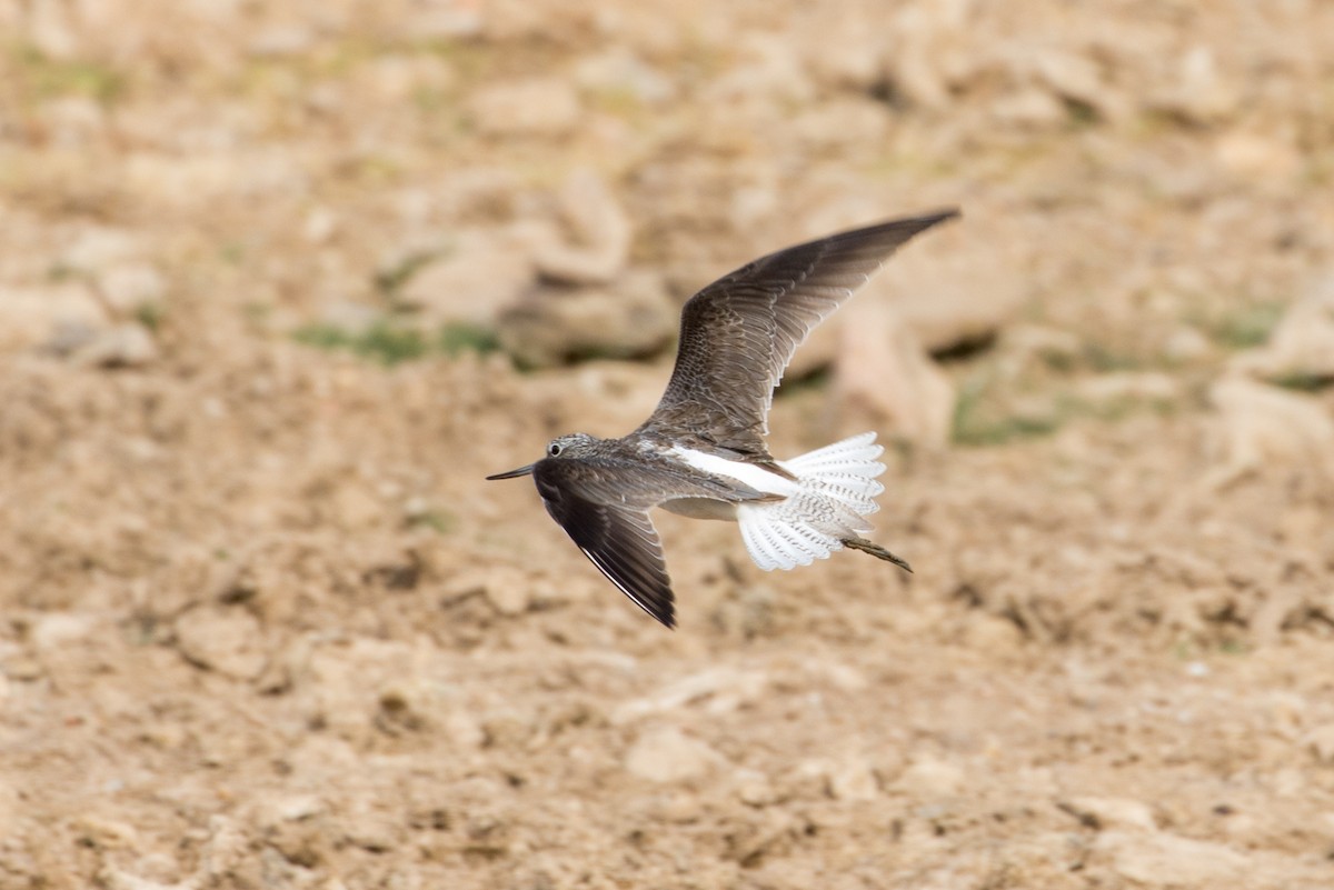 Common Greenshank - Louis Bevier