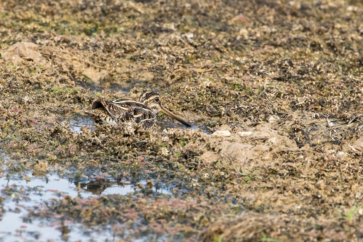 Common Snipe - ML385133001