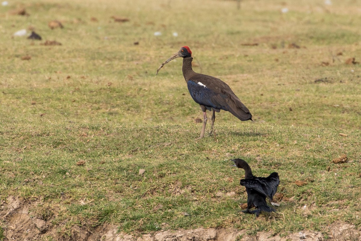 Red-naped Ibis - ML385133031