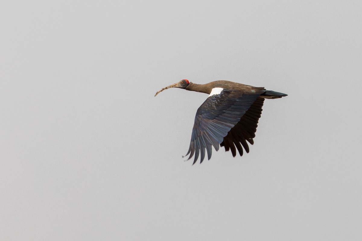 Red-naped Ibis - ML385133041