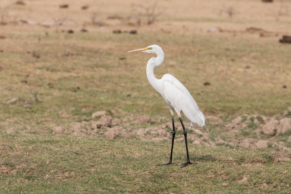 Great Egret - ML385133081