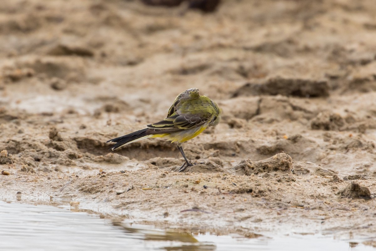 Western Yellow Wagtail (beema) - ML385133161