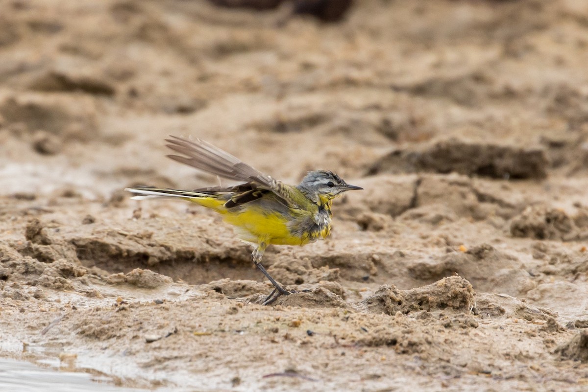 Western Yellow Wagtail (beema) - ML385133181