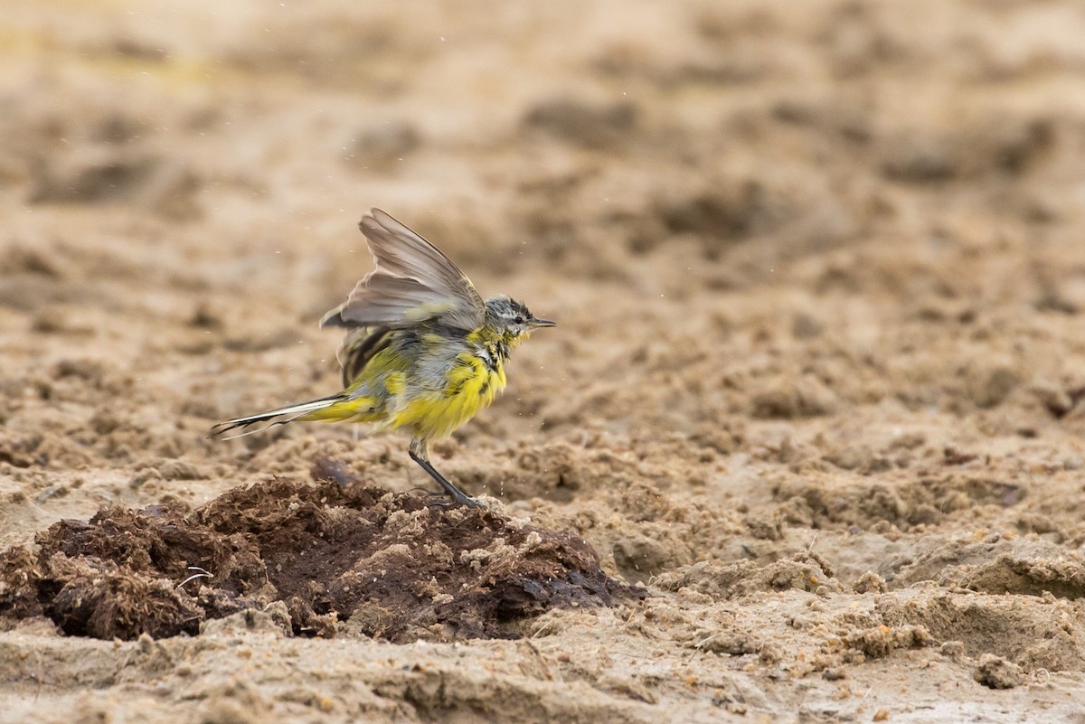 Western Yellow Wagtail (beema) - ML385133191