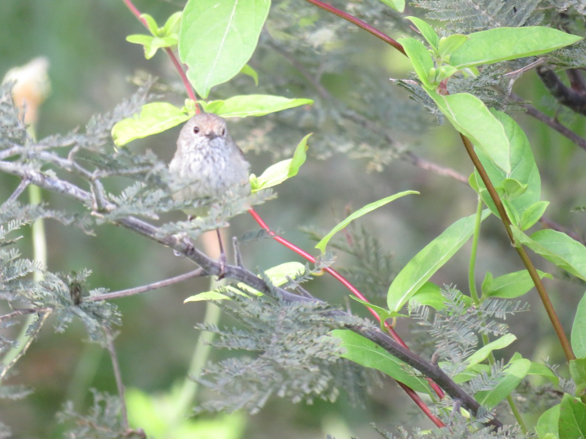 Brown Thornbill - ML385133311