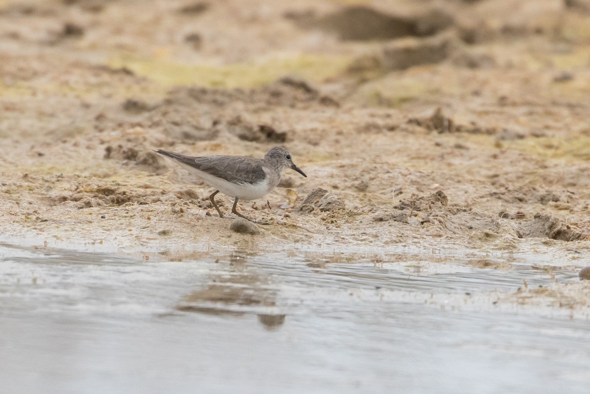 Temminck's Stint - Louis Bevier