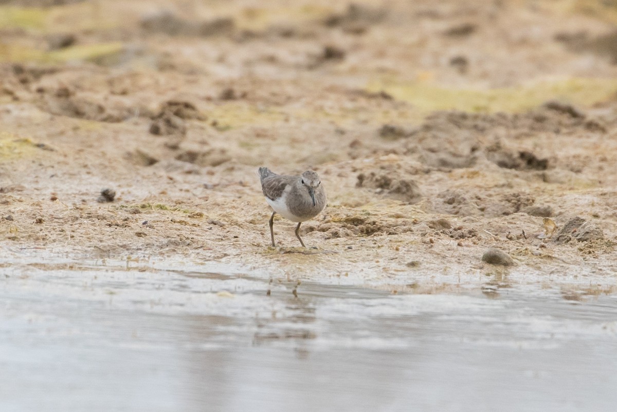 Temminck's Stint - Louis Bevier