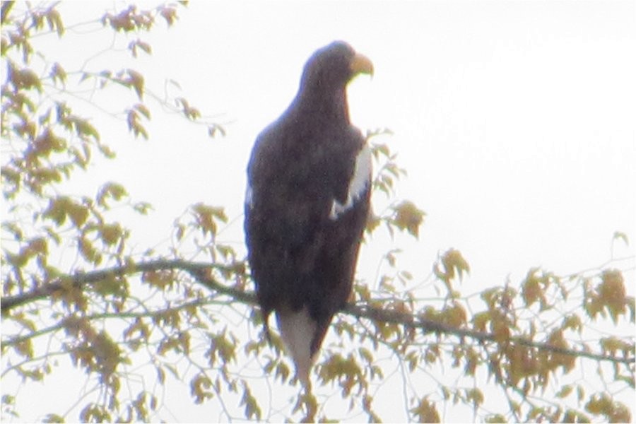 Steller's Sea-Eagle - Larry Neily