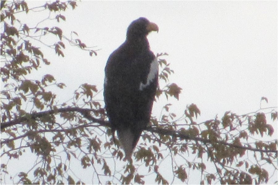 Steller's Sea-Eagle - Larry Neily