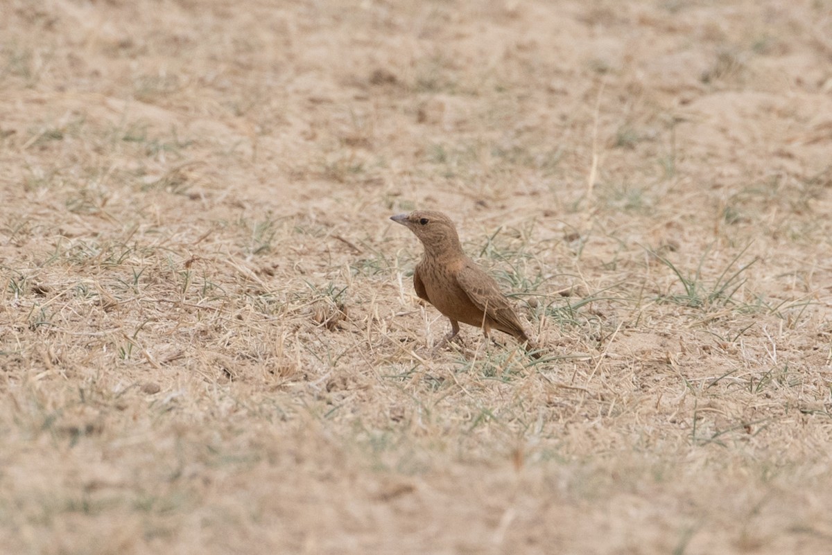 Rufous-tailed Lark - ML385134061