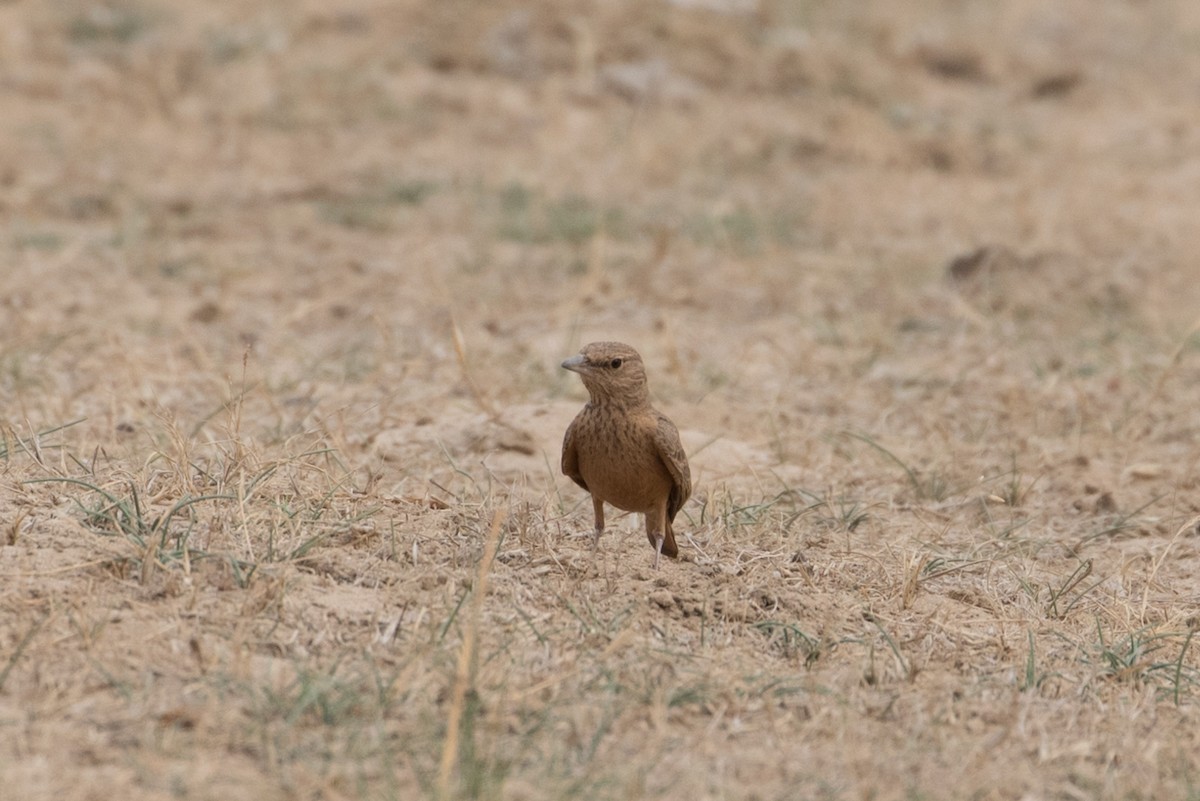 Rufous-tailed Lark - ML385134071