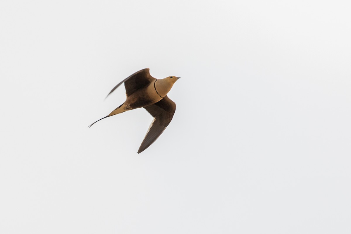 Chestnut-bellied Sandgrouse - ML385134101