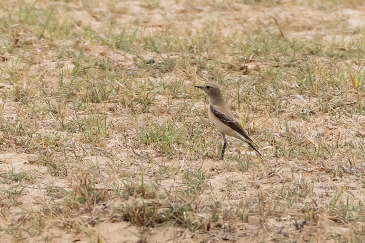 Desert Wheatear - ML385134171