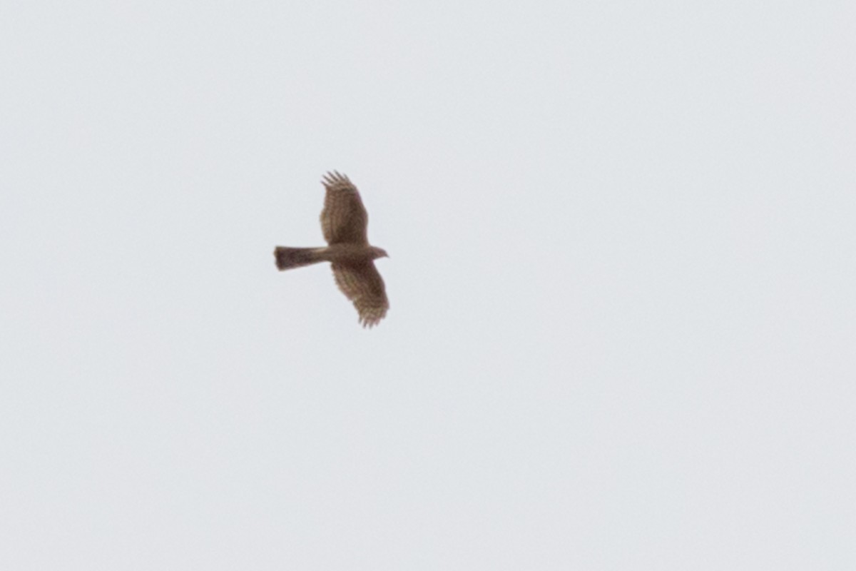 Eurasian Sparrowhawk - Louis Bevier