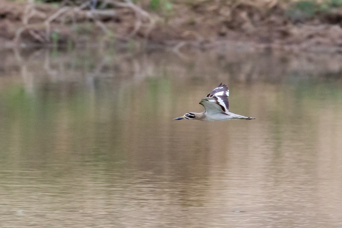 Great Thick-knee - ML385134351