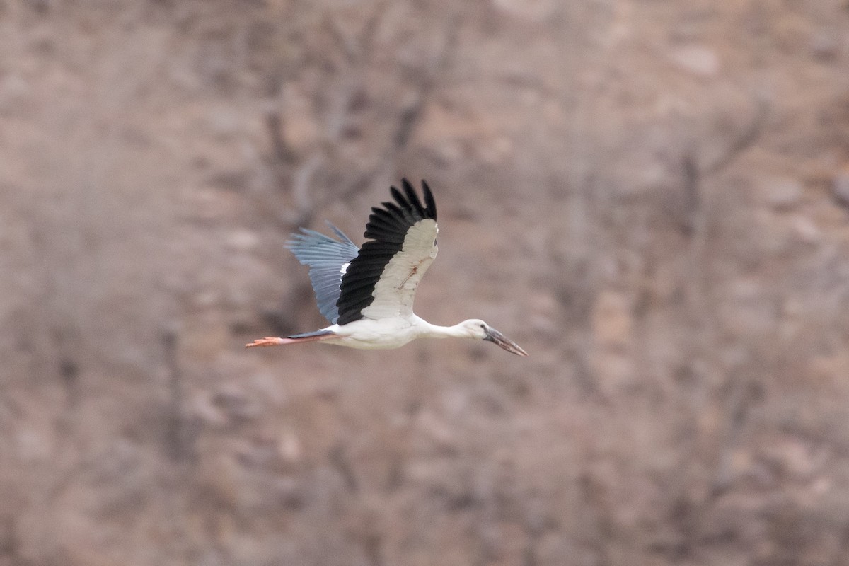 Asian Openbill - ML385134511