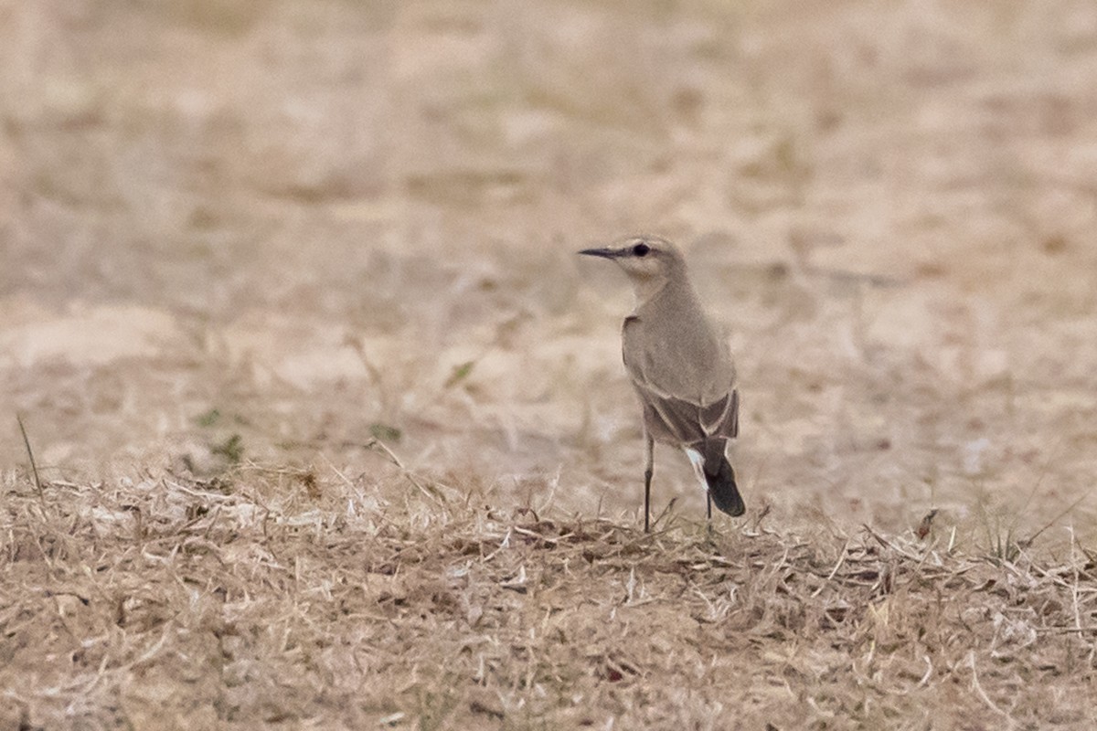 Isabelline Wheatear - ML385134521