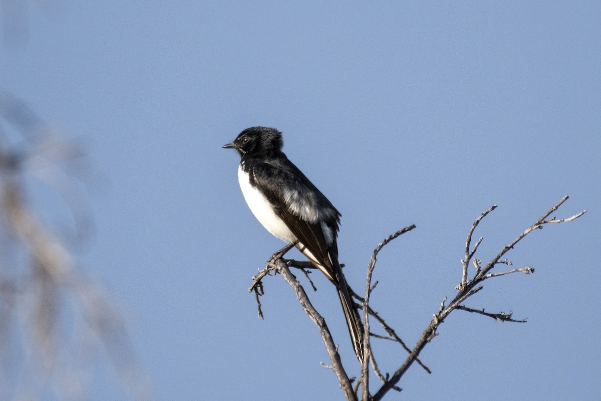 gallaviftestjert - ML385134931