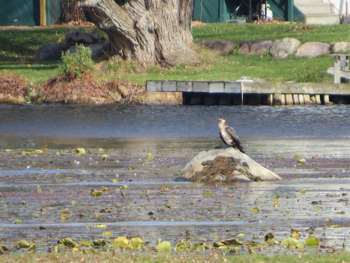 Great Cormorant - Alan Boyd