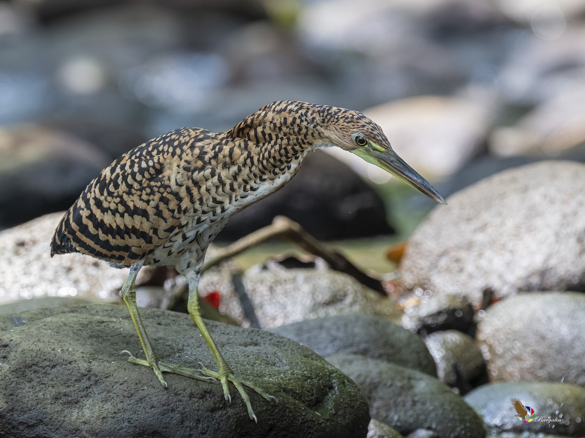 Fasciated Tiger-Heron - ML385138331