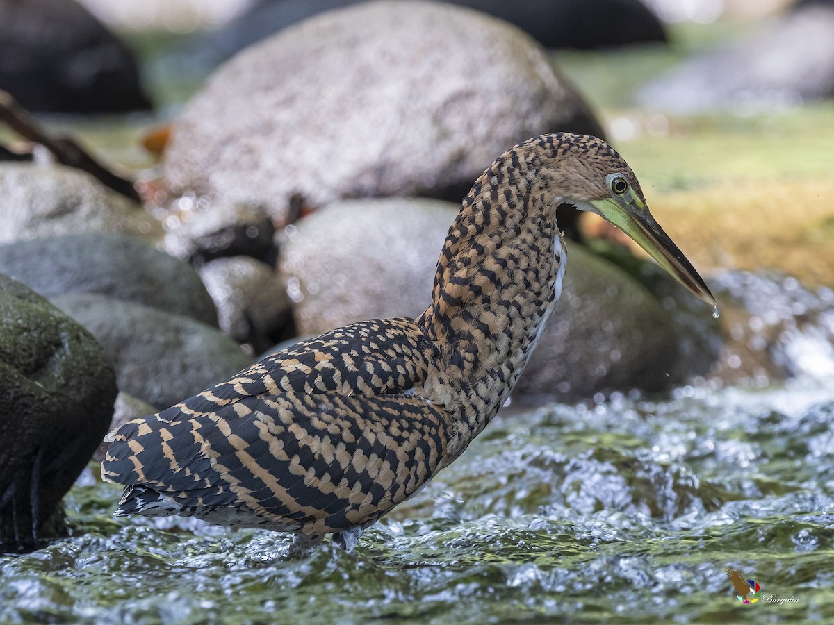 Fasciated Tiger-Heron - ML385138351