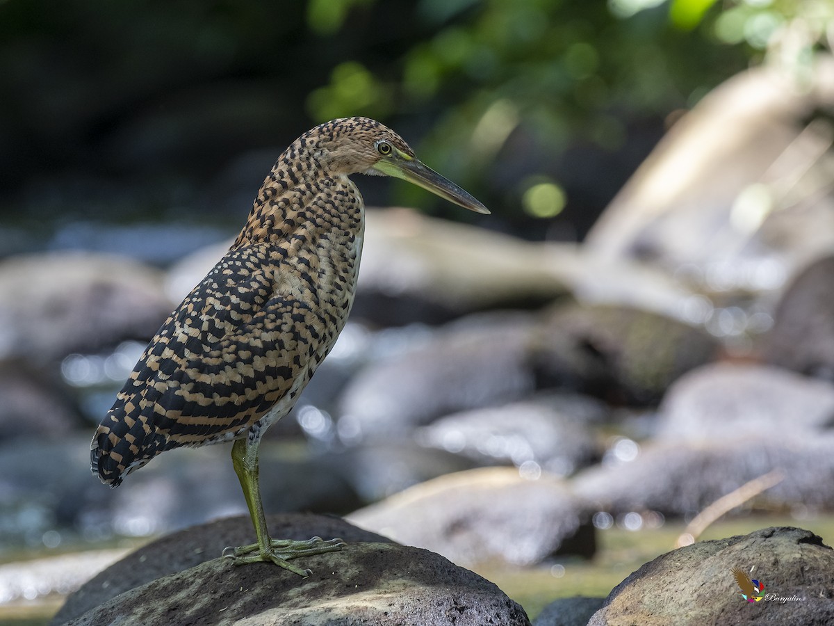 Fasciated Tiger-Heron - ML385138361
