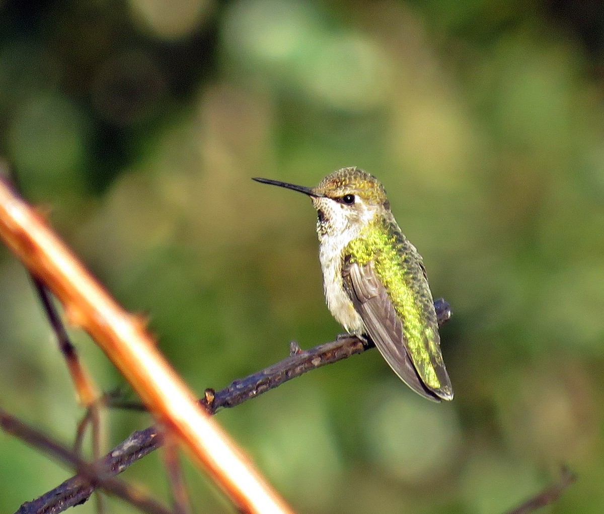 Colibrí de Anna - ML385138691