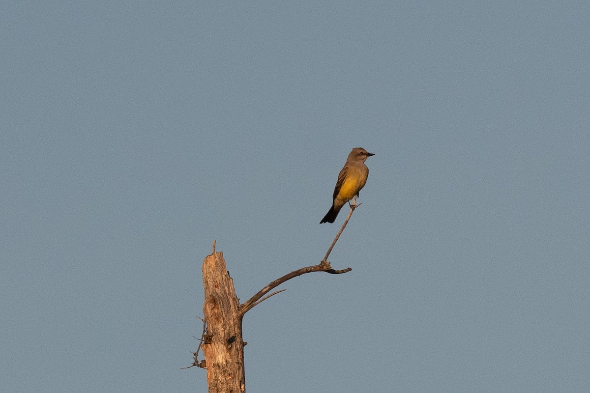 Western Kingbird - ML385139021