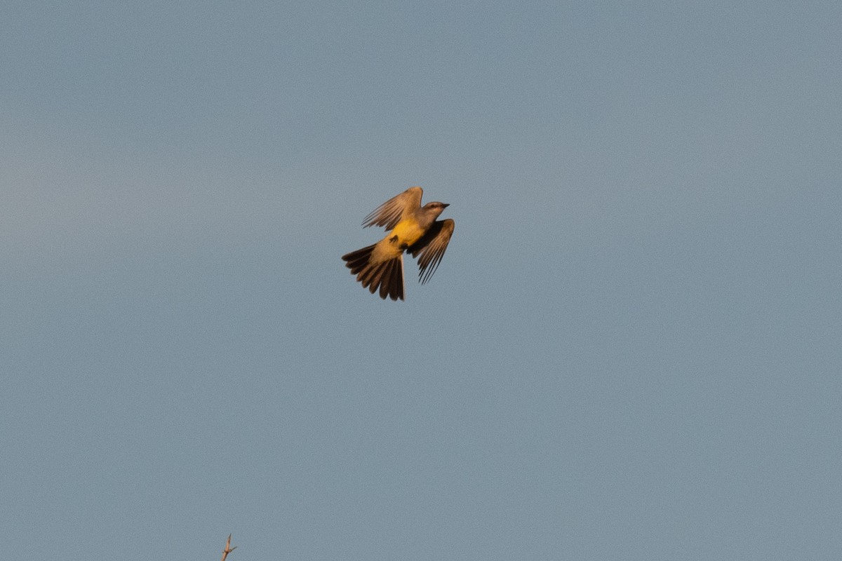 Western Kingbird - Sebastian Jones