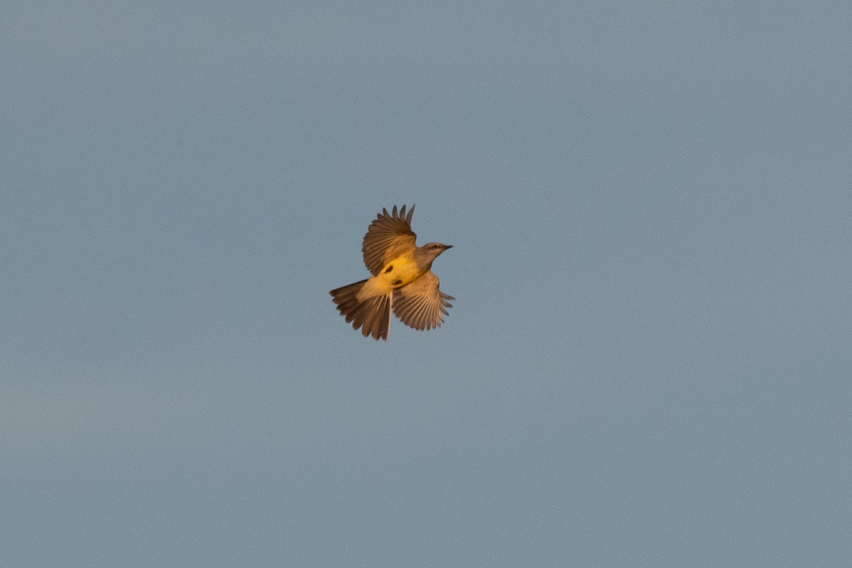 Western Kingbird - ML385139051