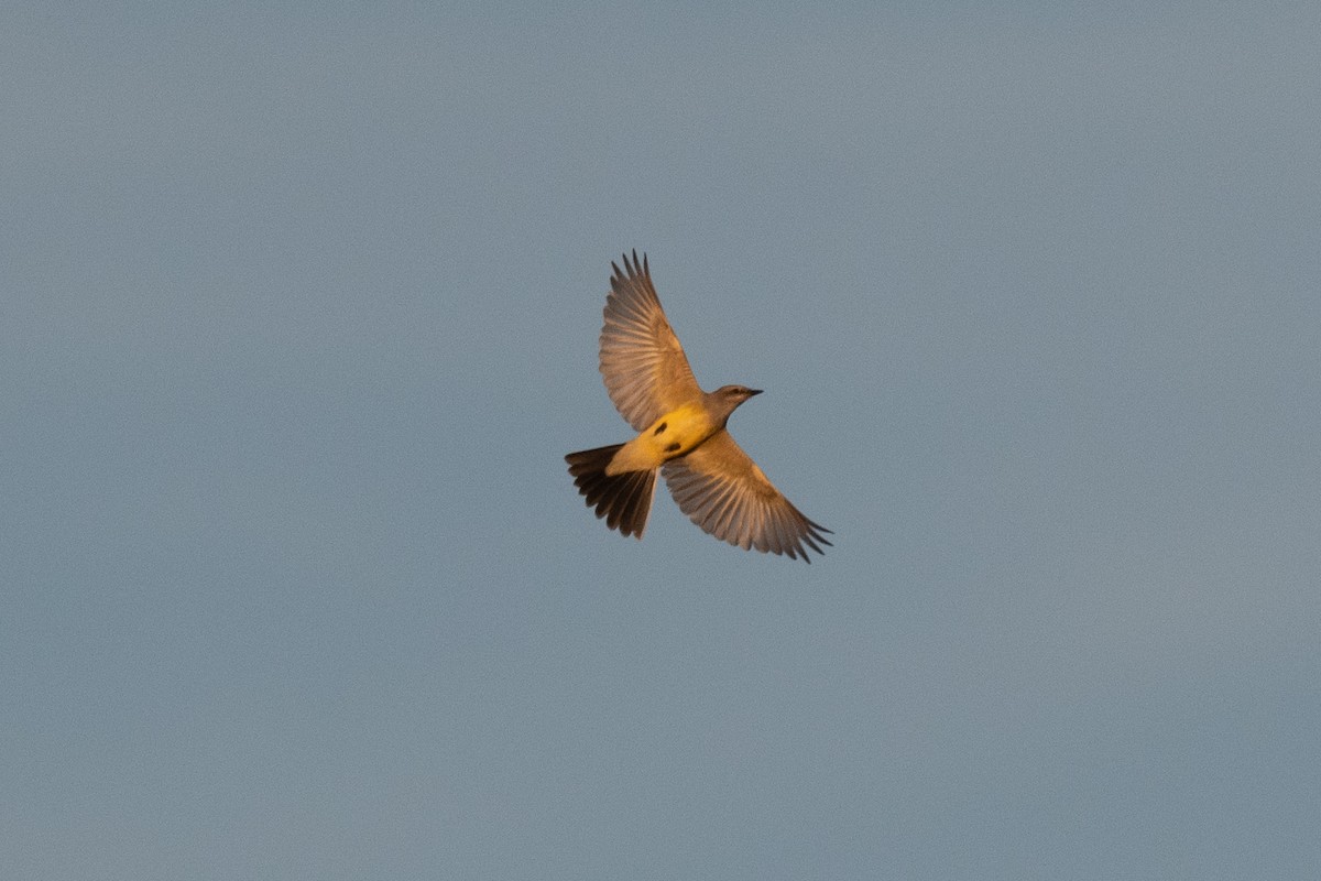 Western Kingbird - ML385139061