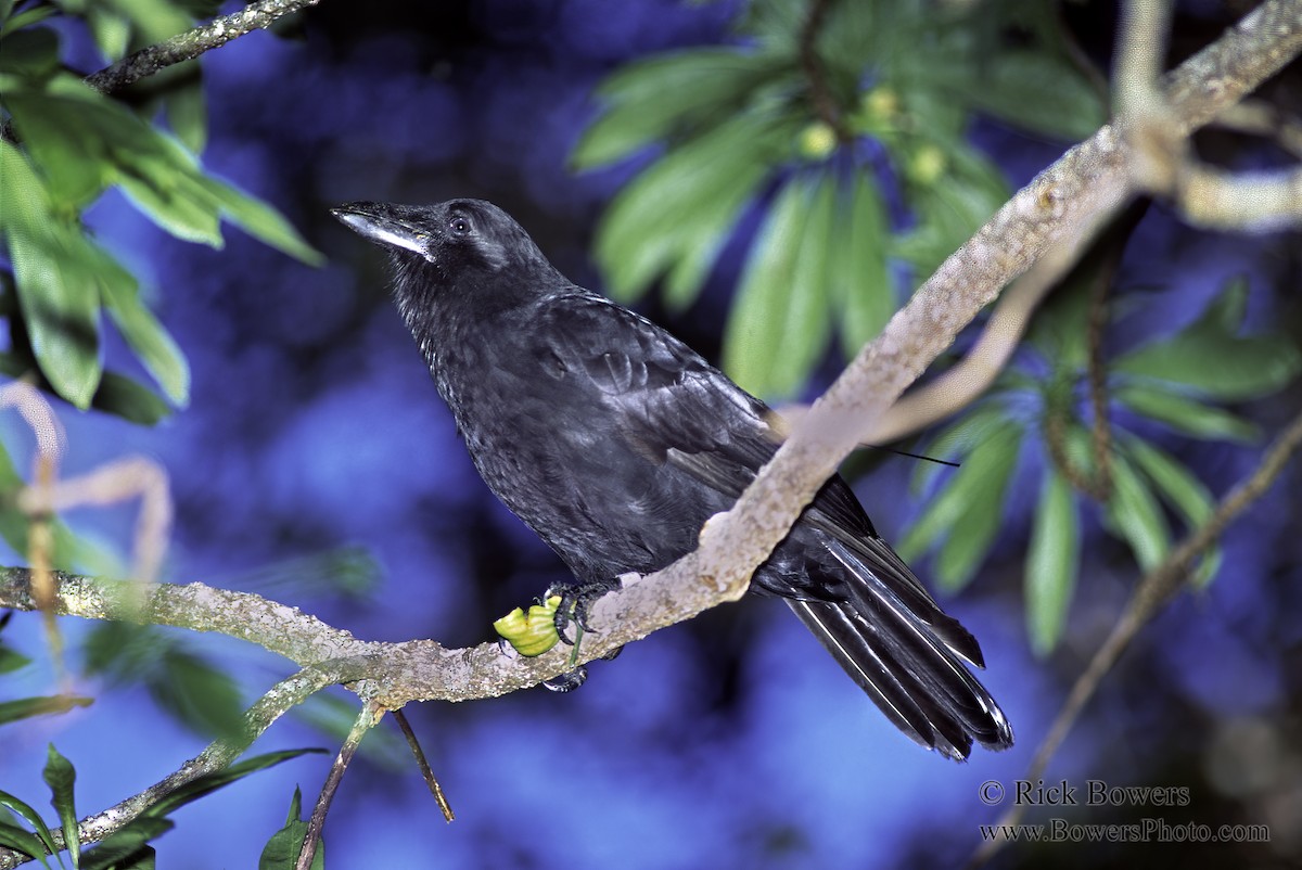 Hawaiian Crow - ML385140221