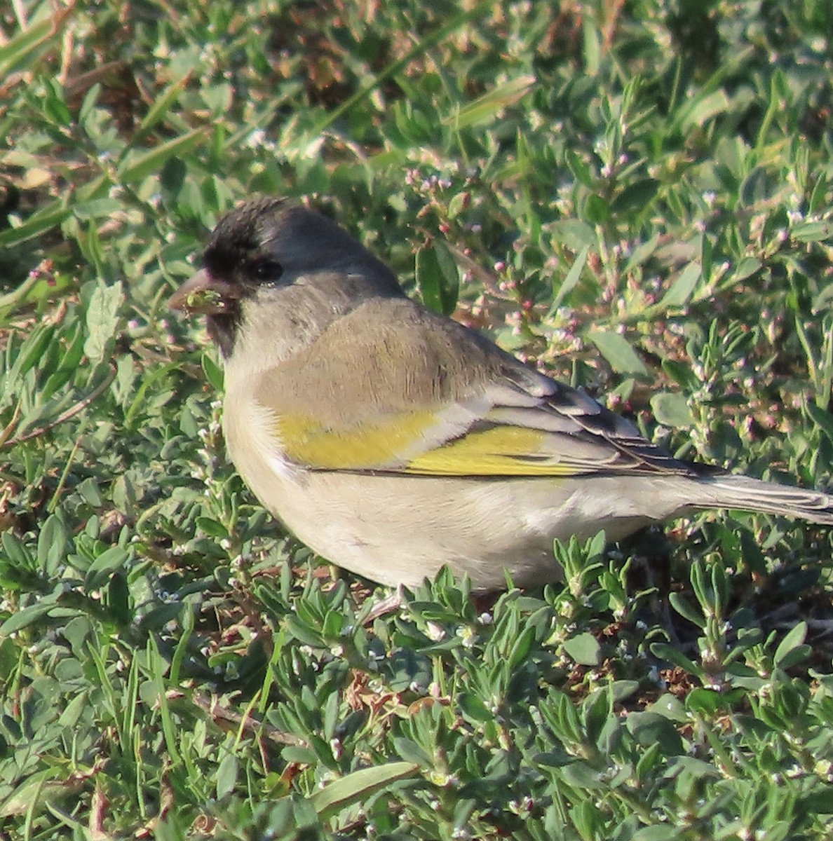 Lawrence's Goldfinch - David Trissel