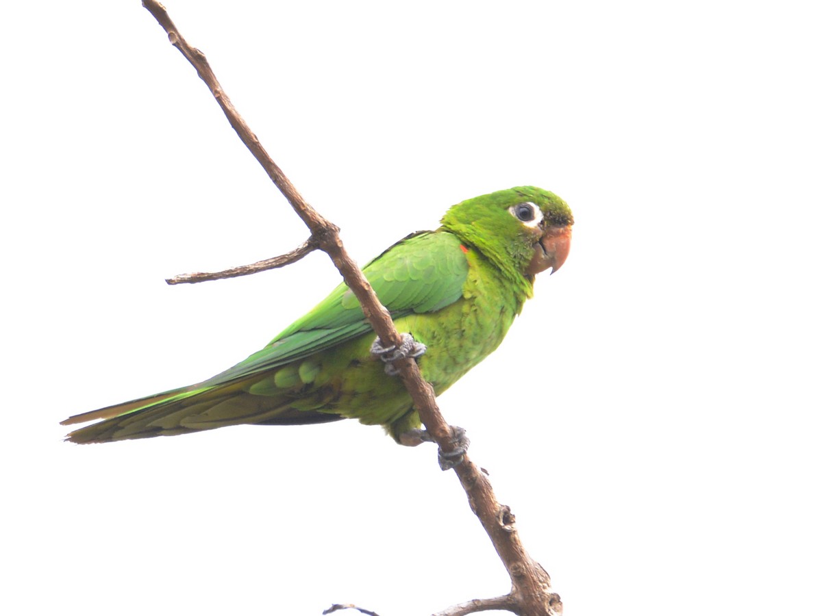 Hispaniolan Parakeet - Alan Van Norman