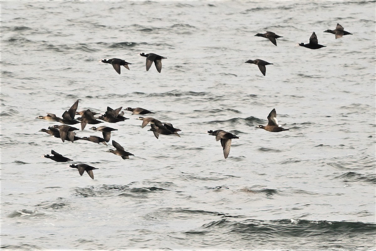 White-winged Scoter - ML385141621