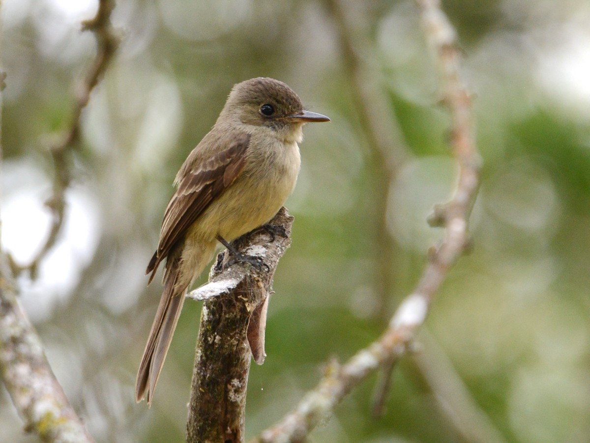 Hispaniolan Pewee - Alan Van Norman