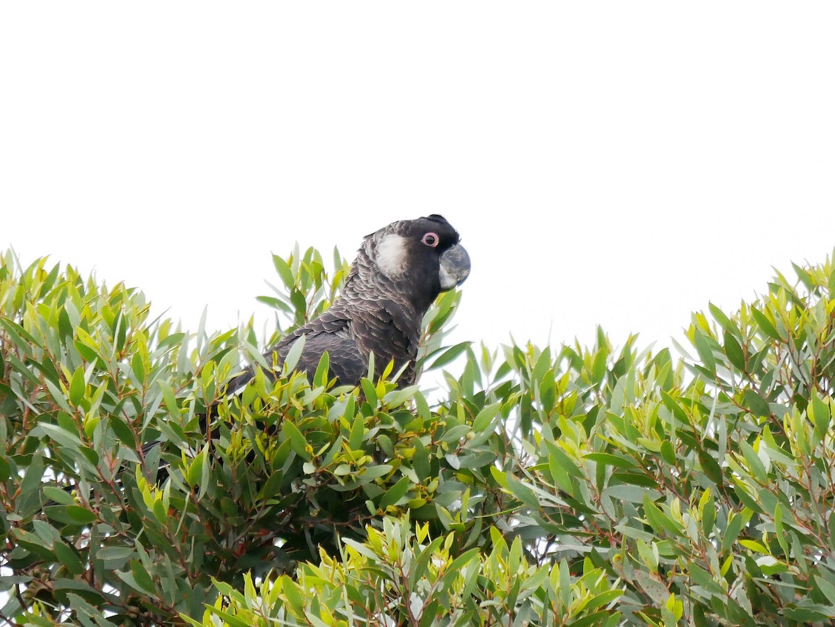 Carnaby's Black-Cockatoo - ML385142031