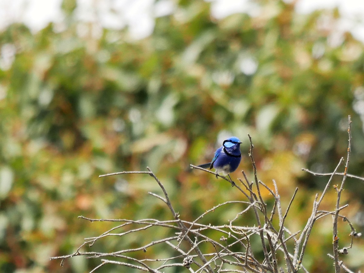 Splendid Fairywren - ML385142161