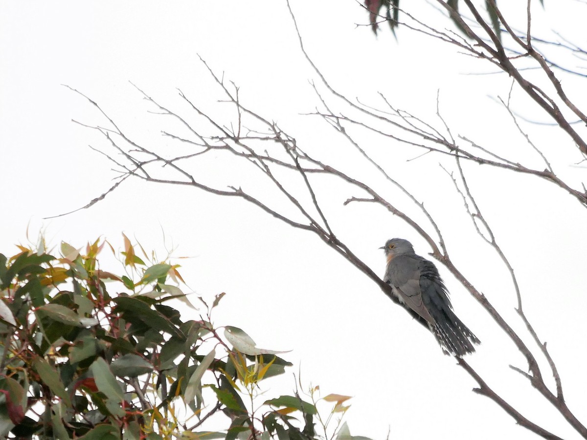 Fan-tailed Cuckoo - ML385142191