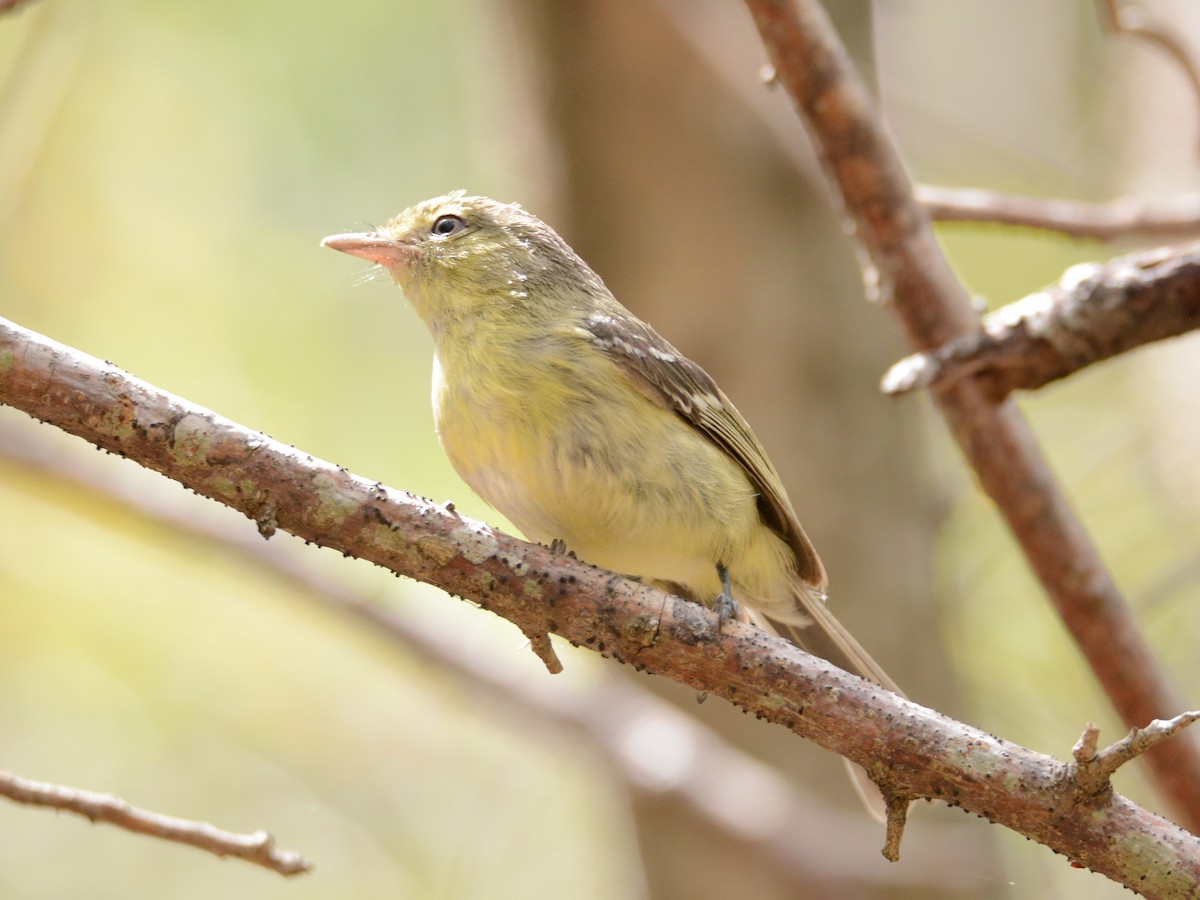 Flat-billed Vireo - Alan Van Norman