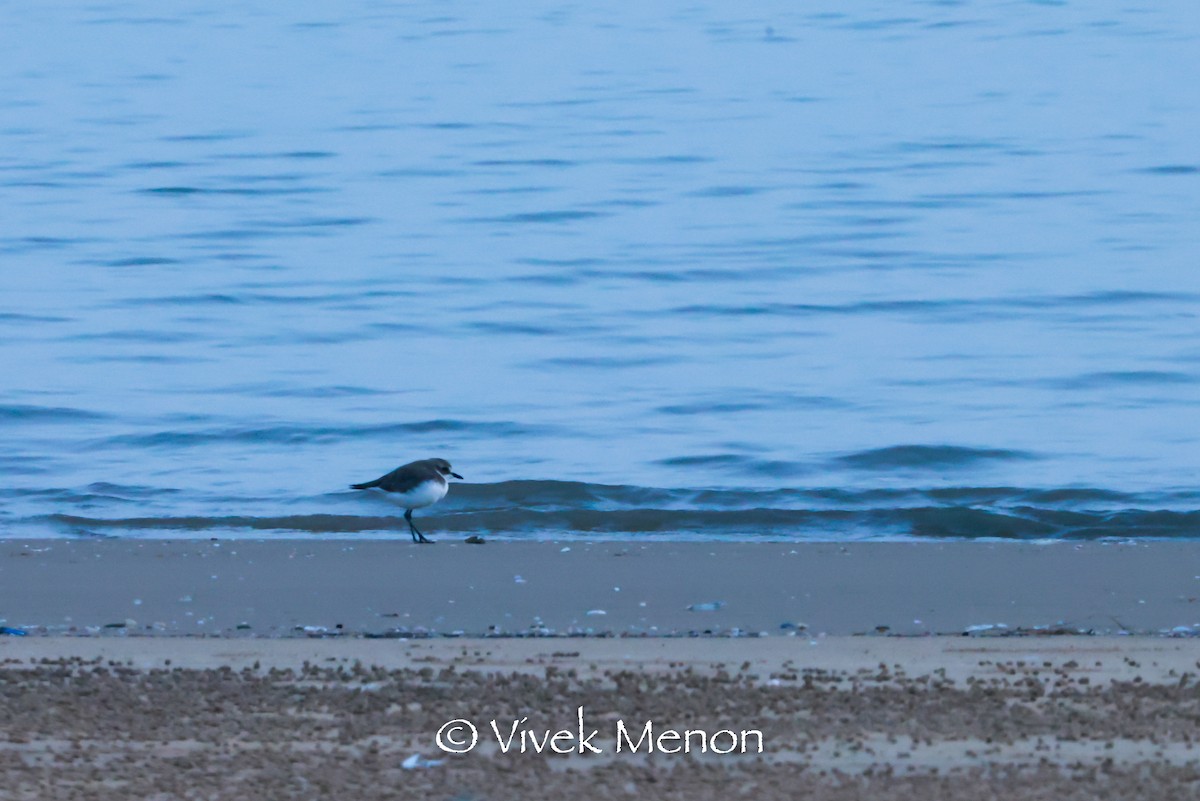 Kentish Plover - ML385143051