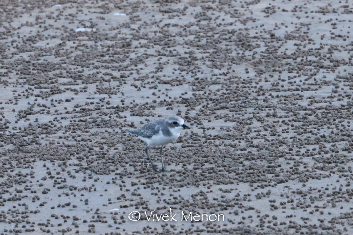 Kentish Plover - ML385143061