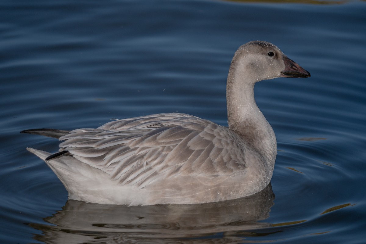 Snow Goose - ML385143071