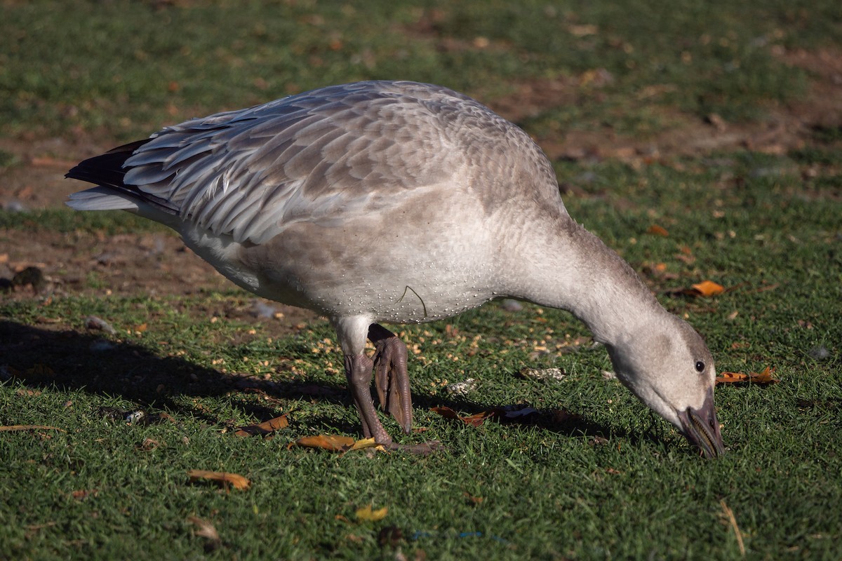 Snow Goose - ML385143111