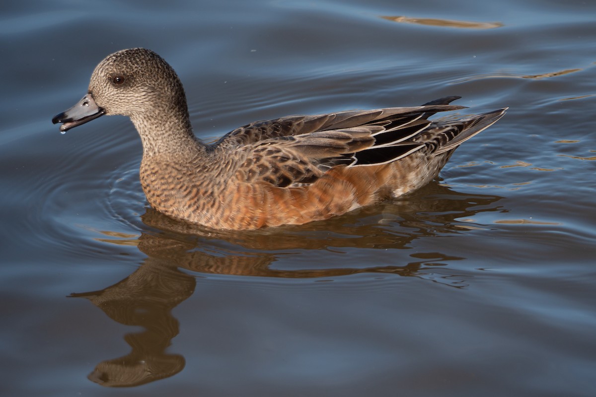 Canard d'Amérique - ML385143451