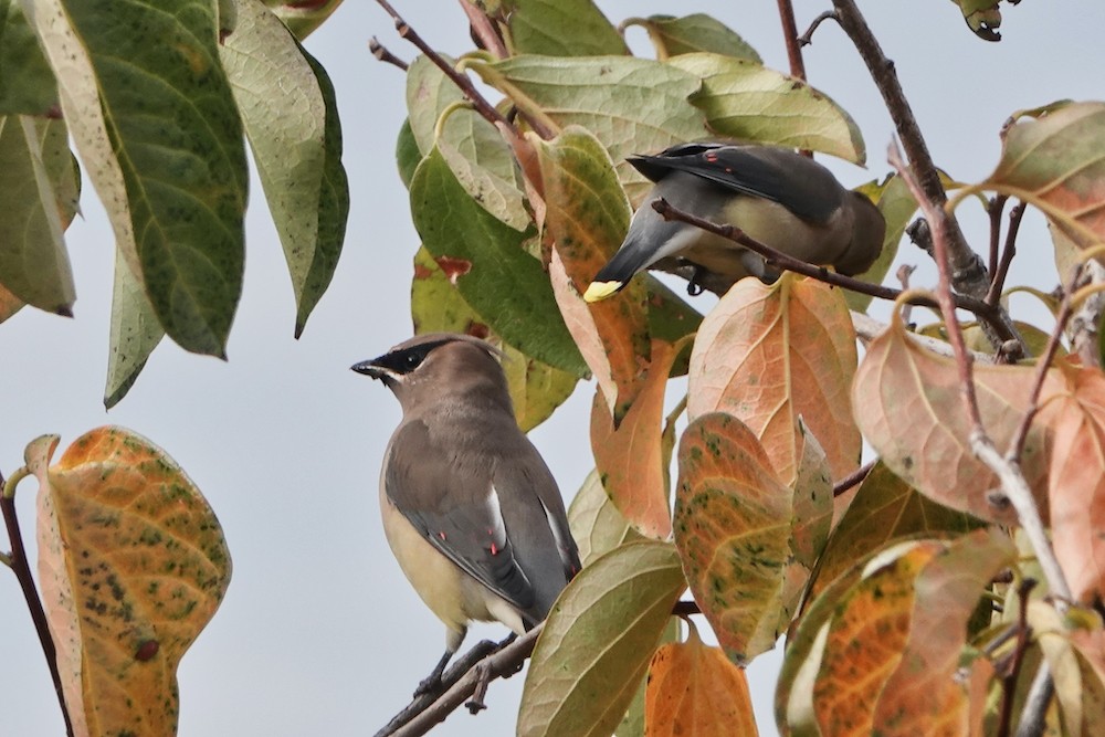 Cedar Waxwing - ML385143861